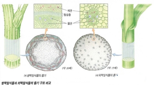 식물 줄기 세포